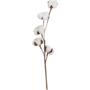Sušená rostlina (výška 55 cm) Cotton – Casa Selección